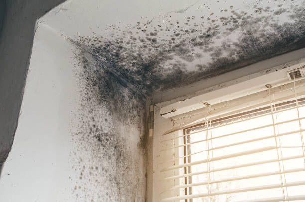 Trusted Black Mold Removal service in La Grange, NC - Cheap Mold Removal